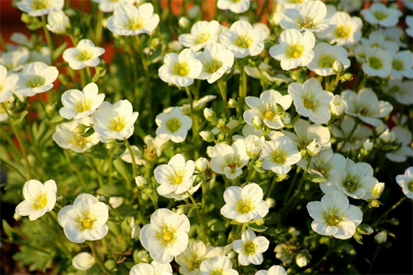 一束玫瑰花怎么折(一束玫瑰花怎么折簡(jiǎn)單又漂亮)