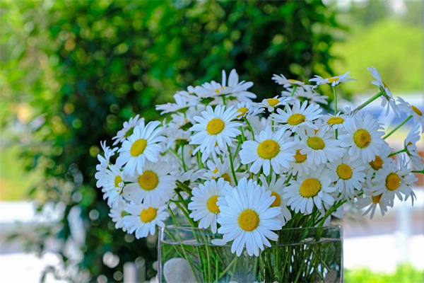 沈陽花卉綠植市場(chǎng)(沈陽市最大的花卉市場(chǎng)基地在哪里)