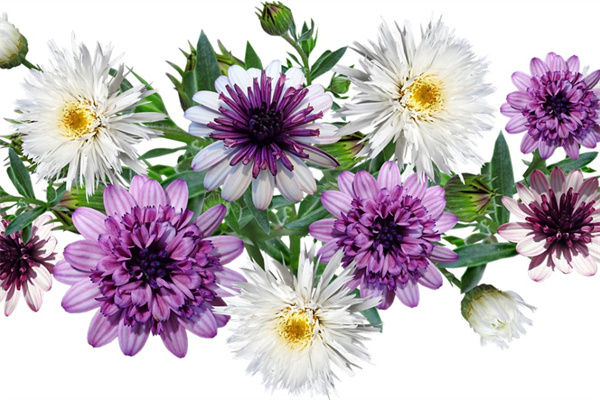 適合冬季養(yǎng)的植物(適合冬季養(yǎng)的植物花卉)