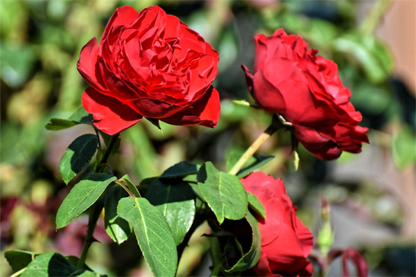 滿天星花耐陰嗎(滿天星花喜陰還是喜陽)