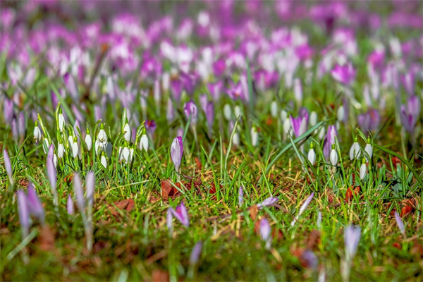 紅葉子的花(紅葉子的花是什么花圖片)