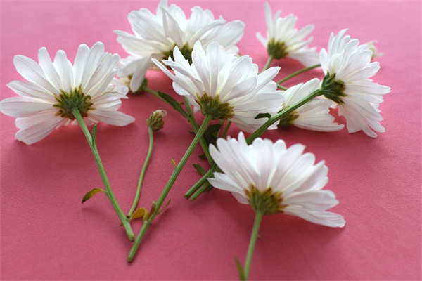 春天紅的什么花(春天有什么花是紅的)