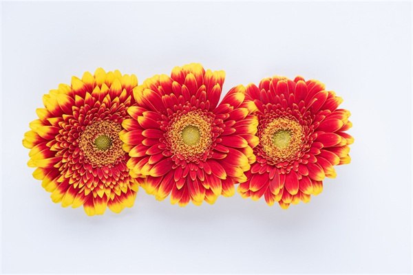 秋天公園里的花(秋天公園里的花都開(kāi)了)