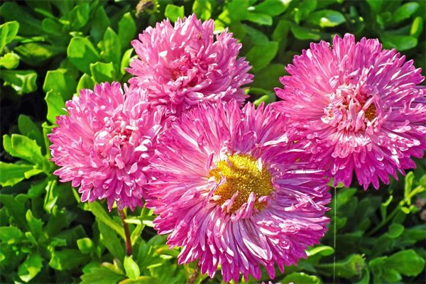 秋冬季節(jié)種植的植物有哪些(秋冬季節(jié)種植的植物有哪些品種)