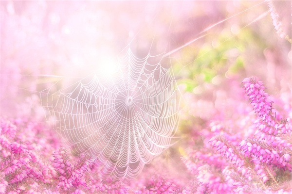 滴水觀音葉子小(滴水觀音葉子小把他剪掉)