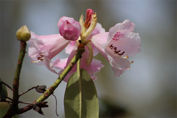 適合盆栽的大型植物(適合盆栽的大型植物圖片)