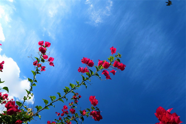 冬天什么綠植好養(yǎng)活(冬天什么綠植好養(yǎng)活又好看)