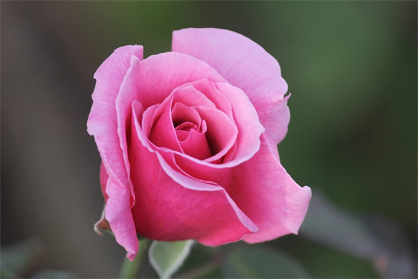 一帆風(fēng)順的寓意是什么意思(一帆風(fēng)順的象征和花語(yǔ))