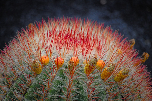 所有的鮮花都盛開(kāi)在哪里(鮮花盛開(kāi)的地方到底在哪里我一定會(huì)去)