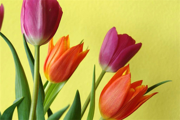 工地辦公室養(yǎng)什么綠植(工地辦公室綠化圖片實(shí)景)